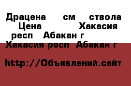 Драцена 180 см. 3 ствола. › Цена ­ 8 000 - Хакасия респ., Абакан г.  »    . Хакасия респ.,Абакан г.